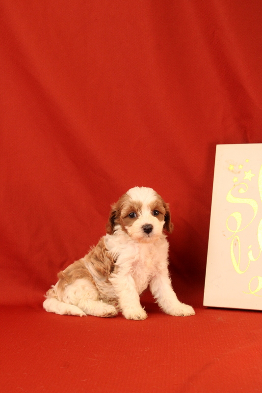 puppy, for, sale, Cavapoo, Matthew B. Stoltzfus, dog, breeder, Gap, PA, dog-breeder, puppy-for-sale, forsale, nearby, find, puppyfind, locator, puppylocator, aca